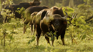 KUI BURI - THAILAND'S HIDDEN EDEN